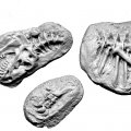 Photo of Palaeontologist and Fossils (BC08)