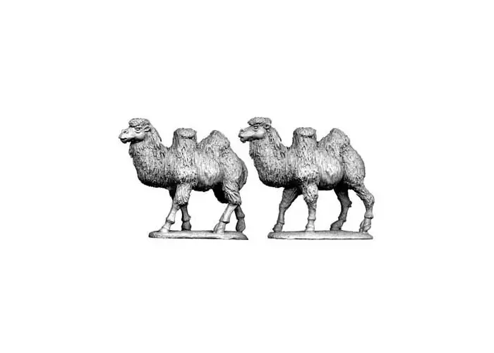 Bactrian Camels