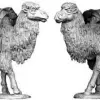Photo of Asian Pack Camels (C05)
