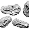Photo of Palaeontologist and Fossils (BC8)