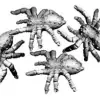Photo of Giant Spiders (C07)